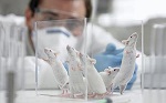 Ученые поставили под сомнение эксперименты на мышах, Специалисты из Стэнфордского университета, научные эксперименты