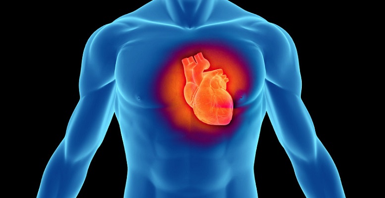 здоровье сердца, сердечно-сосудистая система, большинство сердечников, современный образ жизни, уровень холестерина, средиземноморская диета, среднестатистический горожанин, Маргарет Кейс