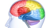 часть мозга отвечает за развитие фобии